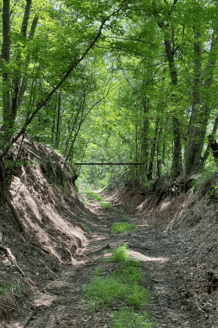 Finding history in the Piney Woods