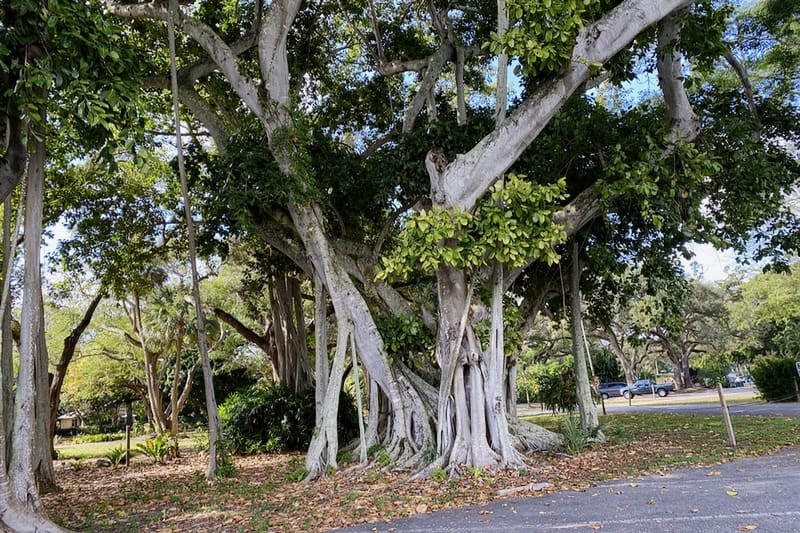 Was Thomas Edison a Florida snowbird?