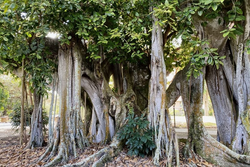 Was Thomas Edison a Florida snowbird?
