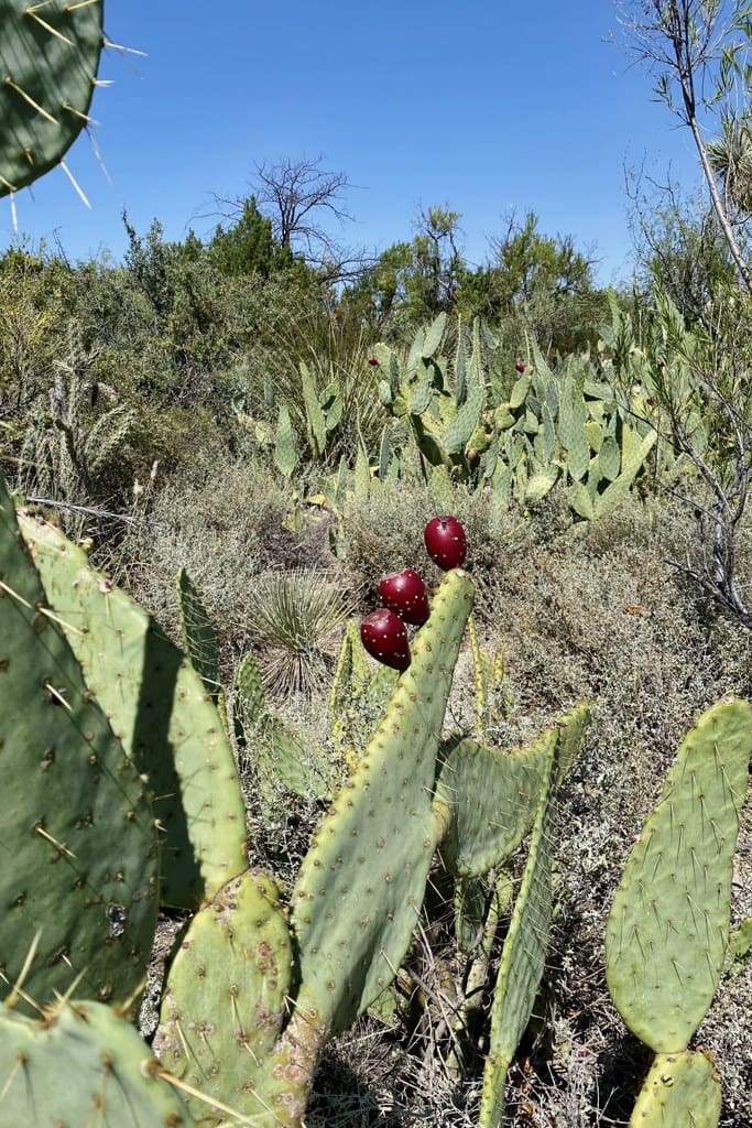  Why vacation in Carlsbad, New Mexico?