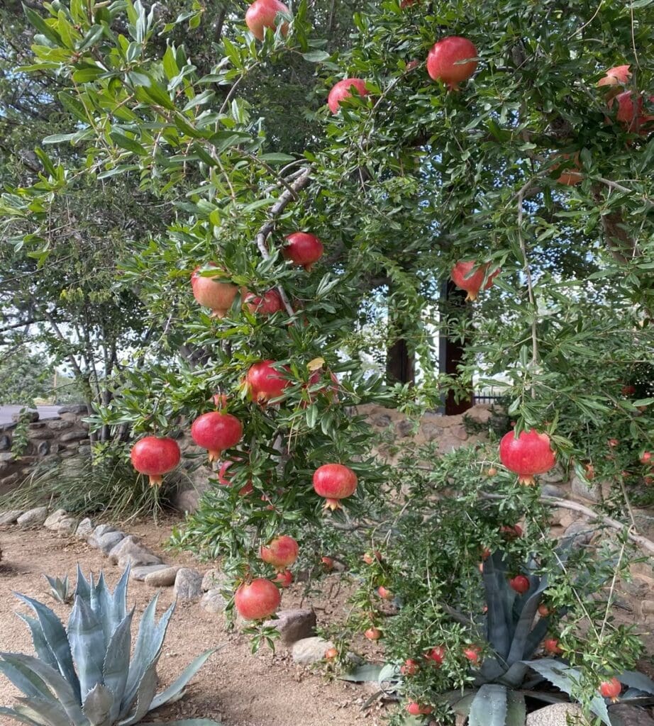 What can you see and do in Globe, Arizona?