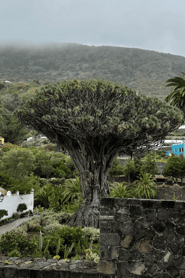 Tenerife, the largest of the Canary Islands