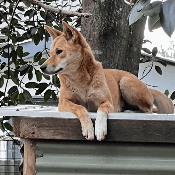 Australia's nature, beauty, and history