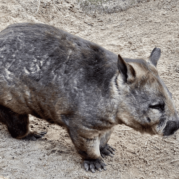 Australia's nature, beauty, and history